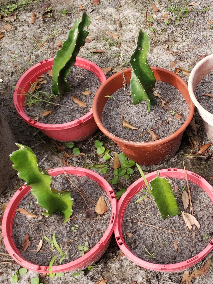 American Beauty Red Dragon Fruit Cuttings – 3 Live Unrooted Pitaya Stems, Organic Grown Cactus Plant Ready to Root