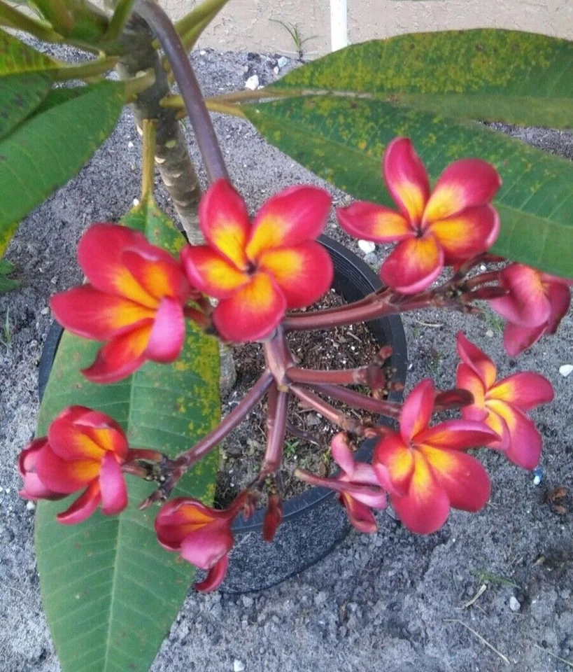 Jamaican Fire Plumeria Cutting 2 Tip Unrooted Frangipani for Propagation Tropical Flower Plant