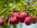 Plum Fruit Tree Unrooted Cuttings – 12 Plus 1 Free Live Plum Cuttings, Fresh Stems for Home Garden Propagation