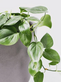 Philodendron Cordatum Heartleaf Cuttings 4 Rooting Cuttings 6–8 Inch Indoor Houseplant