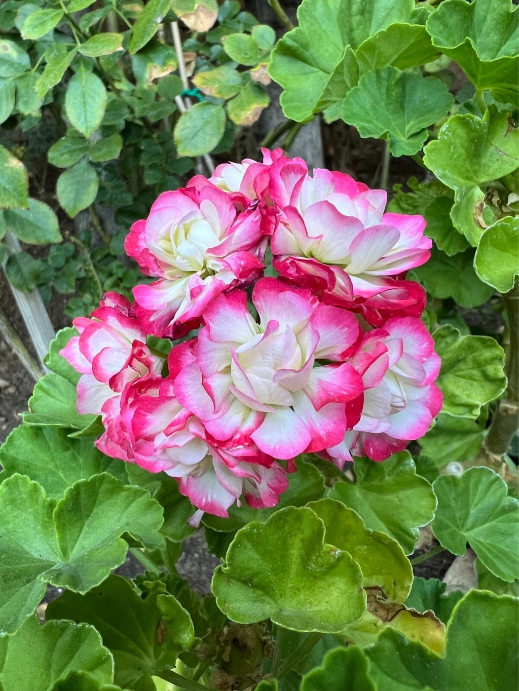 Double White Geranium Cuttings with Pink Edges – 3 Fresh Pelargonium Cuttings for Propagation and Planting