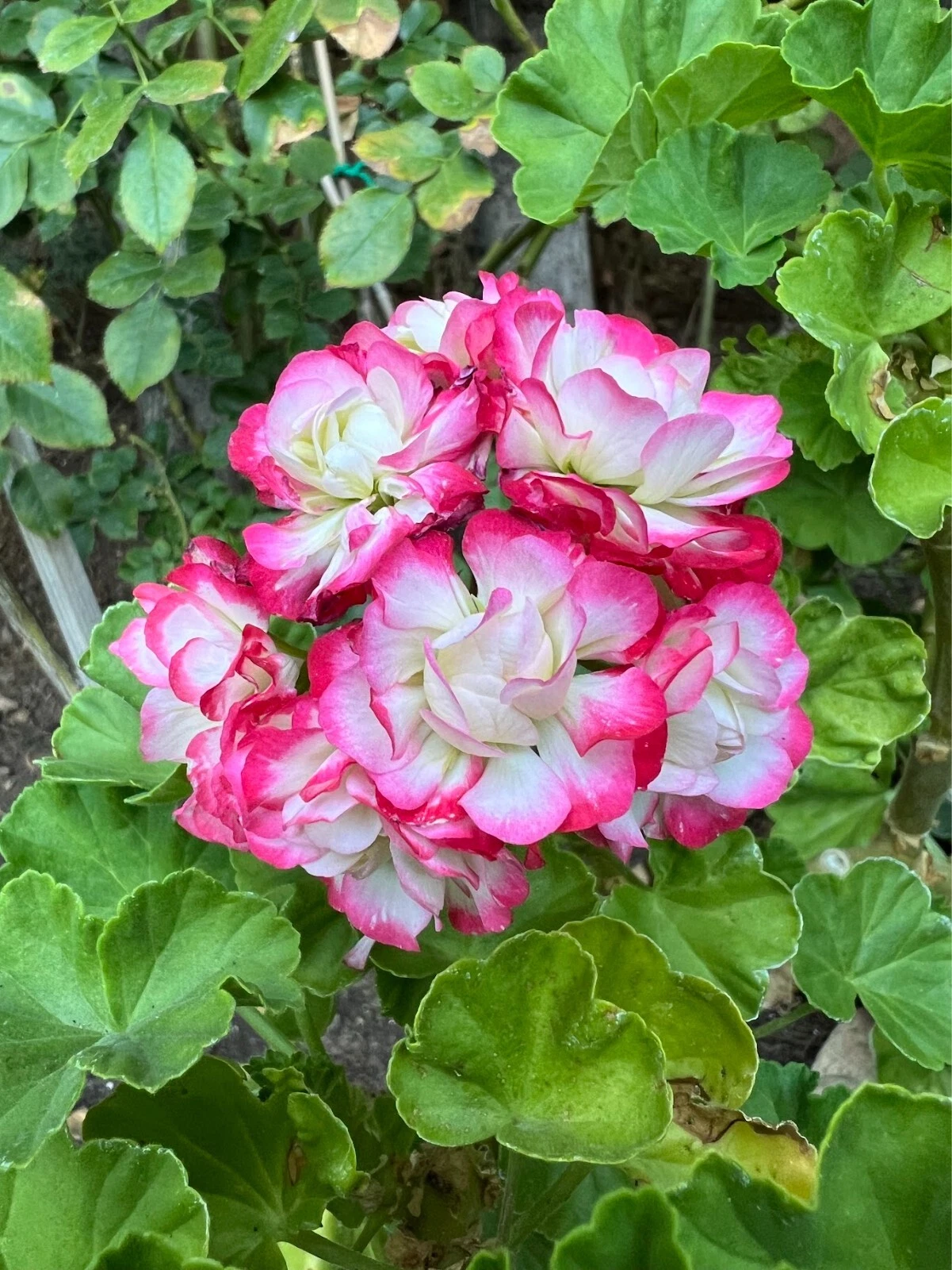 Double White Geranium Cuttings with Pink Edges – 3 Fresh Pelargonium Cuttings for Propagation and Planting