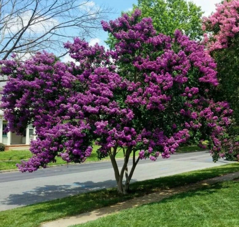 White Crape Myrtle Cuttings – 7 Fresh Unrooted Lagerstroemia Indica Cuttings, Deciduous Flowering Tree for Propagation