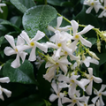 Confederate Star Jasmine Rooted Starter Plant, Trachelospermum Vine USA Grown