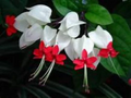 Bleeding Heart Vine Starter Plant – Rooted Clerodendrum thomsoniae Live Plant with Red and White Flowers