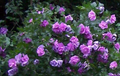 Double Purple Pink Rose of Sharon Unrooted Cuttings – 10 Live Hibiscus Syriacus Cuttings for Planting
