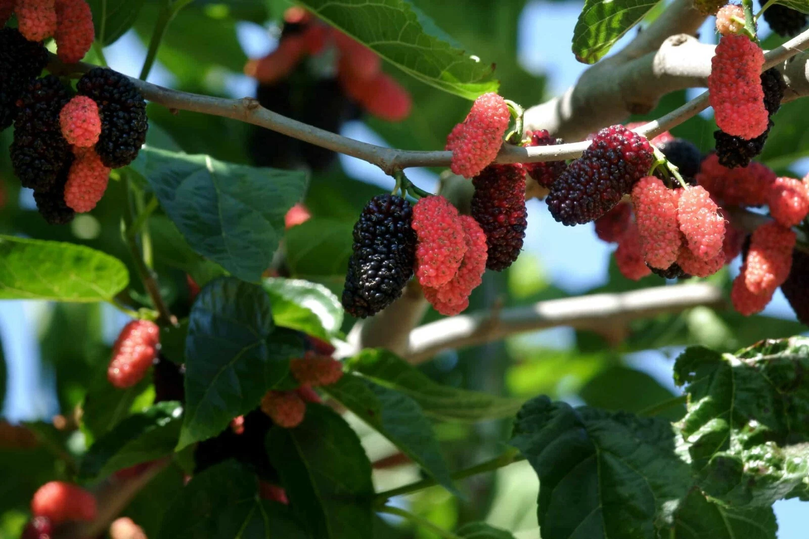 Dwarf Everbearing Mulberry Live Plants – 2 Rooted Morus Plants for Home Garden Fruit Tree Growing
