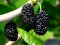 Shangri-La Mulberry Cuttings – 12 Fresh Unrooted Mulberry Scions for Rooting or Grafting, Outdoor Fruit Tree