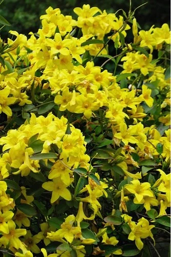 Yellow Crossvine Bignonia Capreolata Live Rooted Starter Climbing Vine Plant