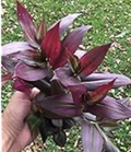Tradescantia Red Gem Cuttings – 7 Live Unrooted Inch Plant Stems, Red Purple Wandering Jew for Indoor Propagation