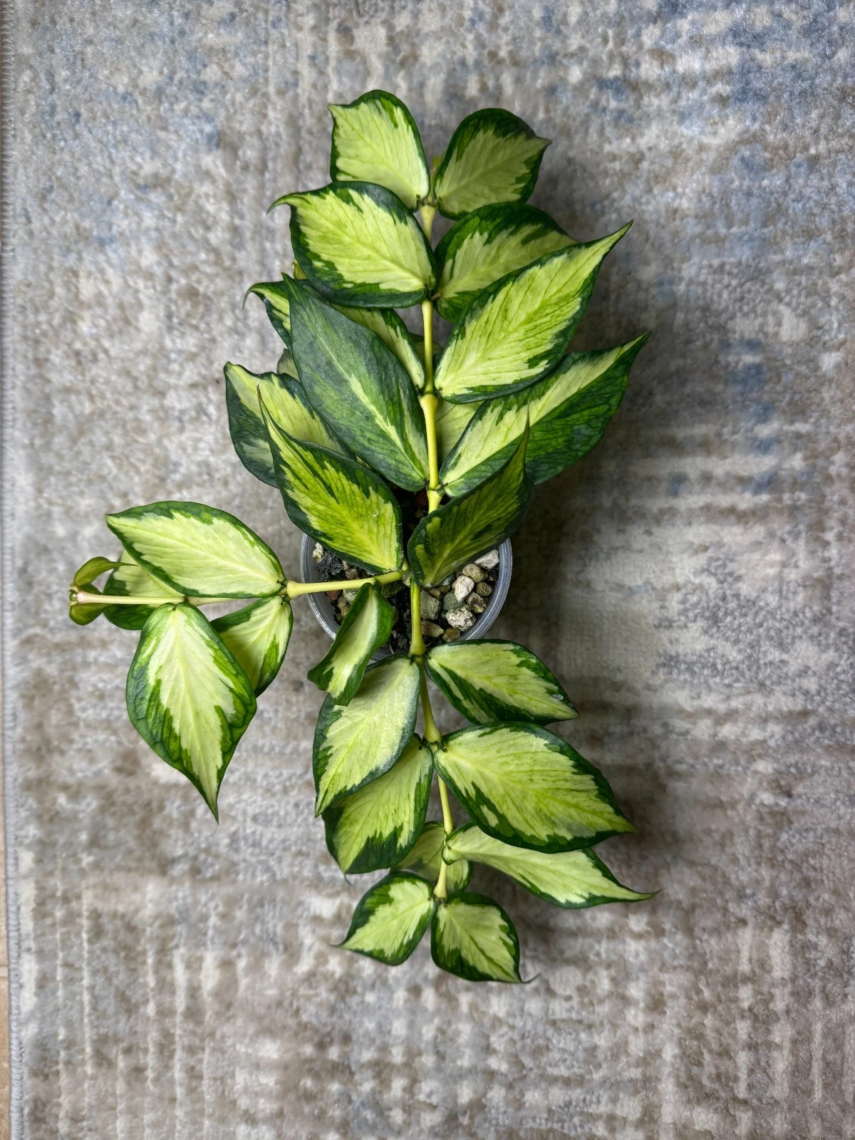 Hoya Polyneura Inner Variegated Cutting – 1 Node Unrooted Fish Tail Hoya, Rare Variegated Houseplant