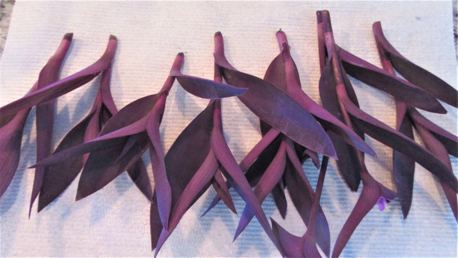Purple Heart Tradescantia Pallida Cuttings, Purple Foliage Groundcover Plant Stems for Propagation Set of 8