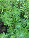 Green Aeonium Unrooted Succulent Cuttings – Aeonium arboreum Rosette Cuttings for Indoor or Outdoor Growing