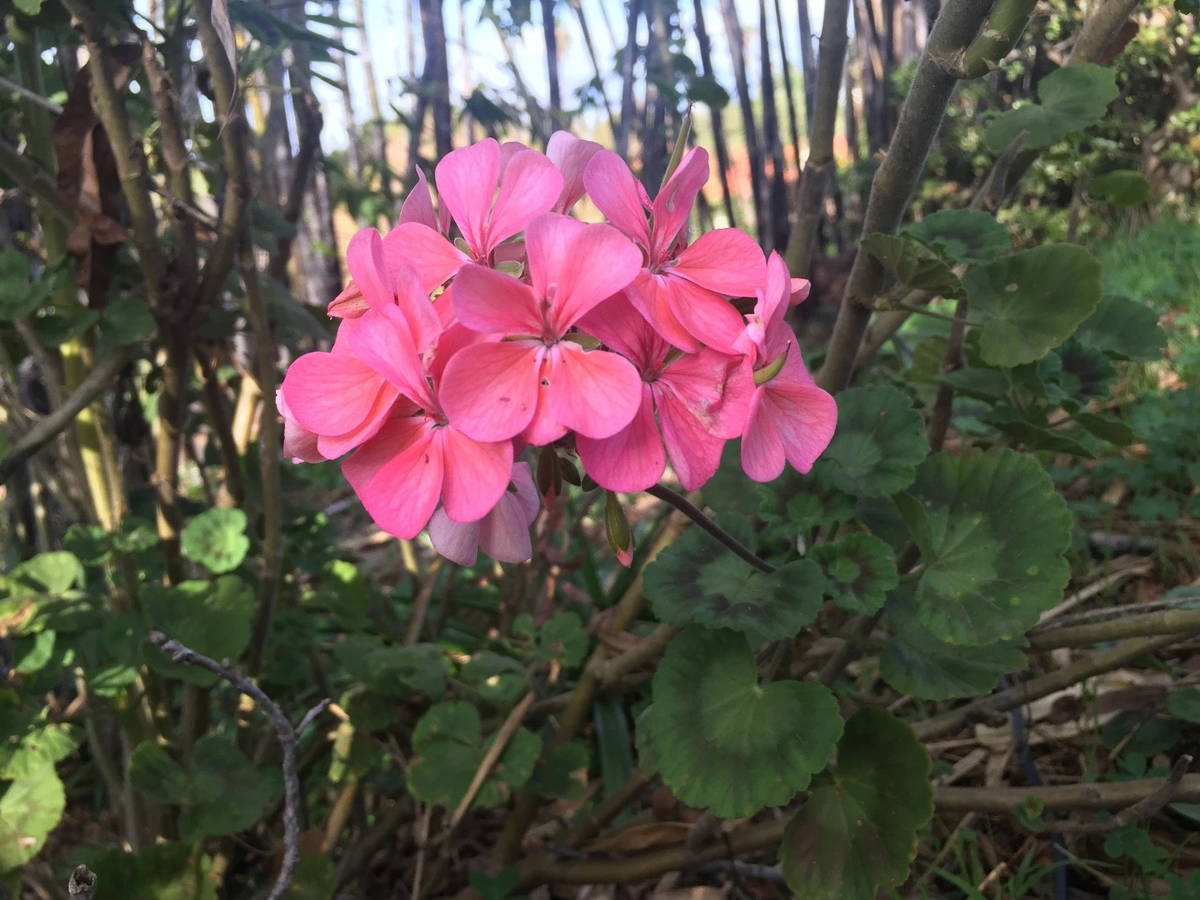 Salmon Pink Zonal Geranium Cuttings – 4 Live Pelargonium Starter Cuttings 8 Inch Fresh Plants for Garden or Pots