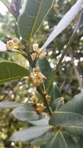 Bay Laurel Tree Cuttings – 10 Unrooted Laurus Nobilis Stem Cuttings, Bay Leaf Plant for Propagation