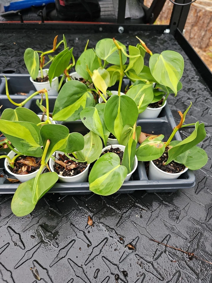 Philodendron Brasil Live Plant – Rooted Variegated Philodendron Hederaceum, Yellow Green Trailing Indoor Houseplant