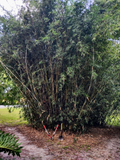 Green Hedge Clumping Bamboo Starter – One Rooted Bambusa Multiplex Plant for Privacy Hedge or Garden