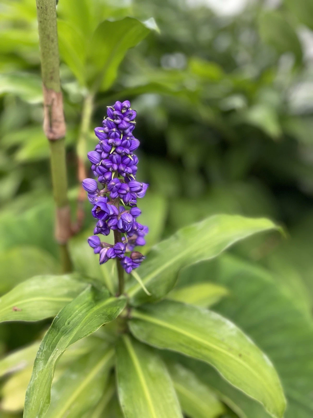 Blue Ginger Plant Cuttings – 3 Live Dichorisandra thyrsiflora Cuttings, Tropical Ornamental for Garden or Containers