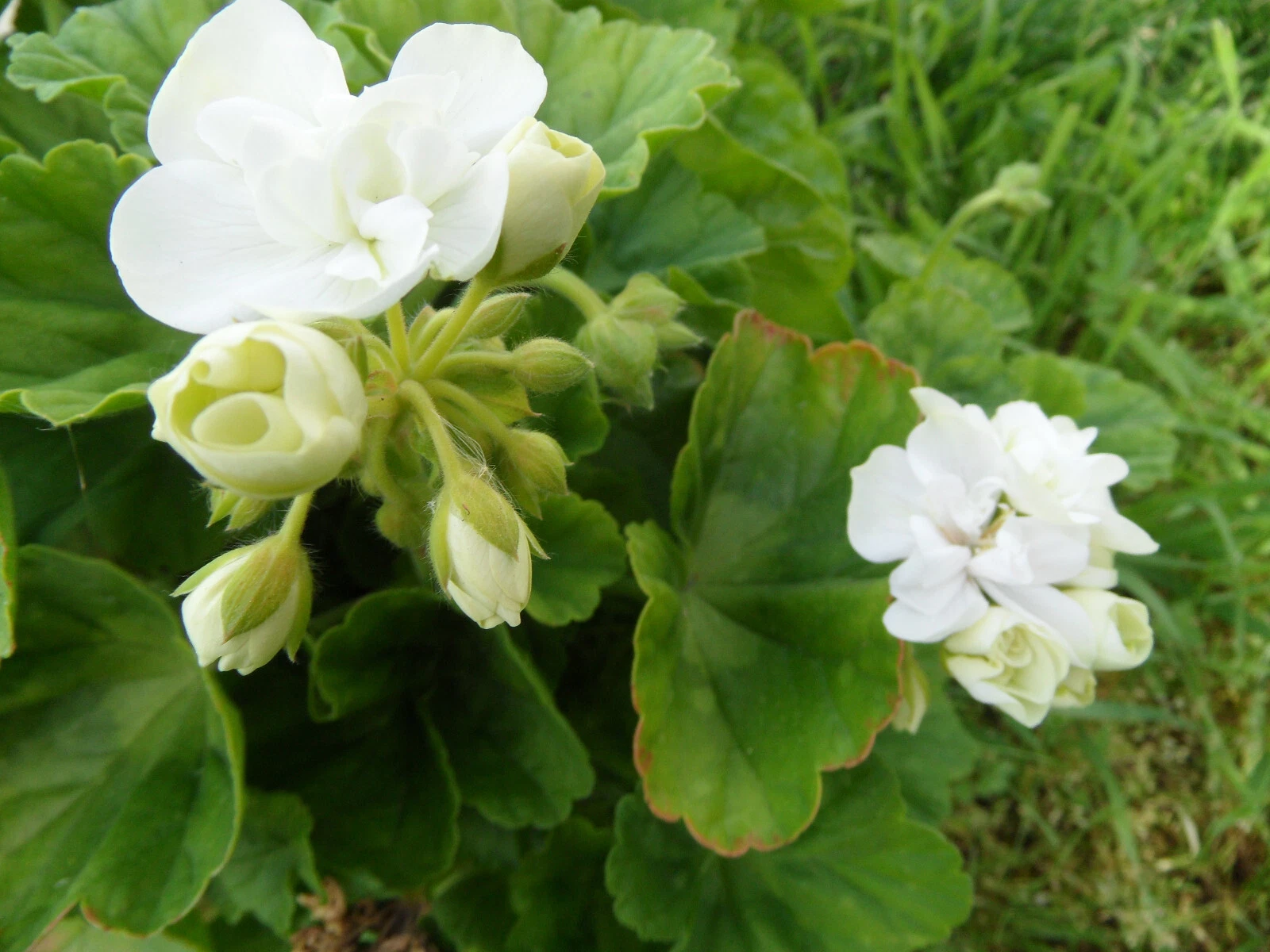 Americana White Zonal Geranium Cuttings – 5 Live Unrooted Pelargonium 4–5 Inch Cuttings for Planting