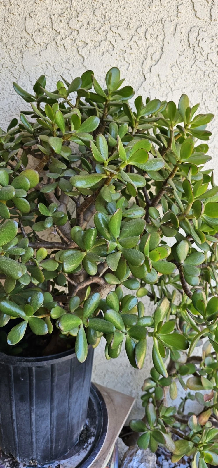 Jade Plant Cuttings – 8 Inch Live Unrooted Crassula Ovata Succulent, Deep Green Jade Starter for Indoor Growing