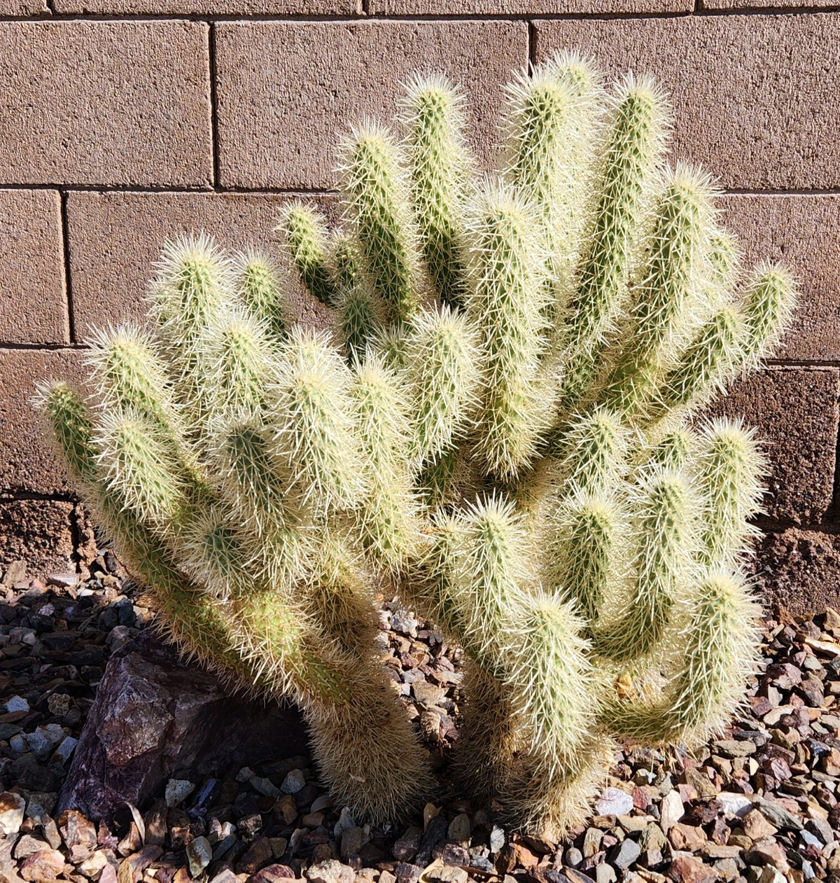 Teddy Bear Cholla Cactus Cutting – Cylindropuntia bigelovii Unrooted Segment for Desert Garden Propagation