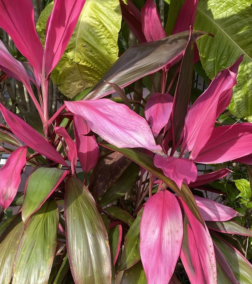 Hawaiian Ti Plant Cuttings Cordyline Fruticosa 8 Unrooted Cuttings 5–7 Inch
