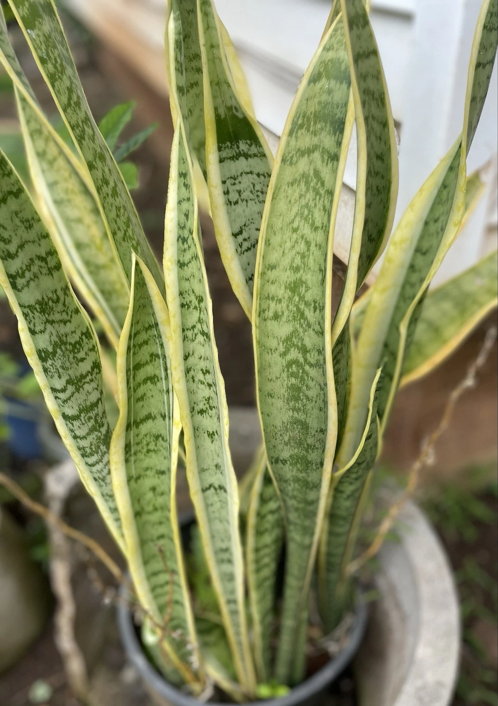 Sansevieria Laurentii Leaf Cuttings – 4 Variegated Snake Plant Starter Cuttings Hawaii Grown
