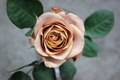 Cappuccino Rose Unrooted Cuttings 3 Pieces for Rooting or Grafting Ornamental Shrub Plant