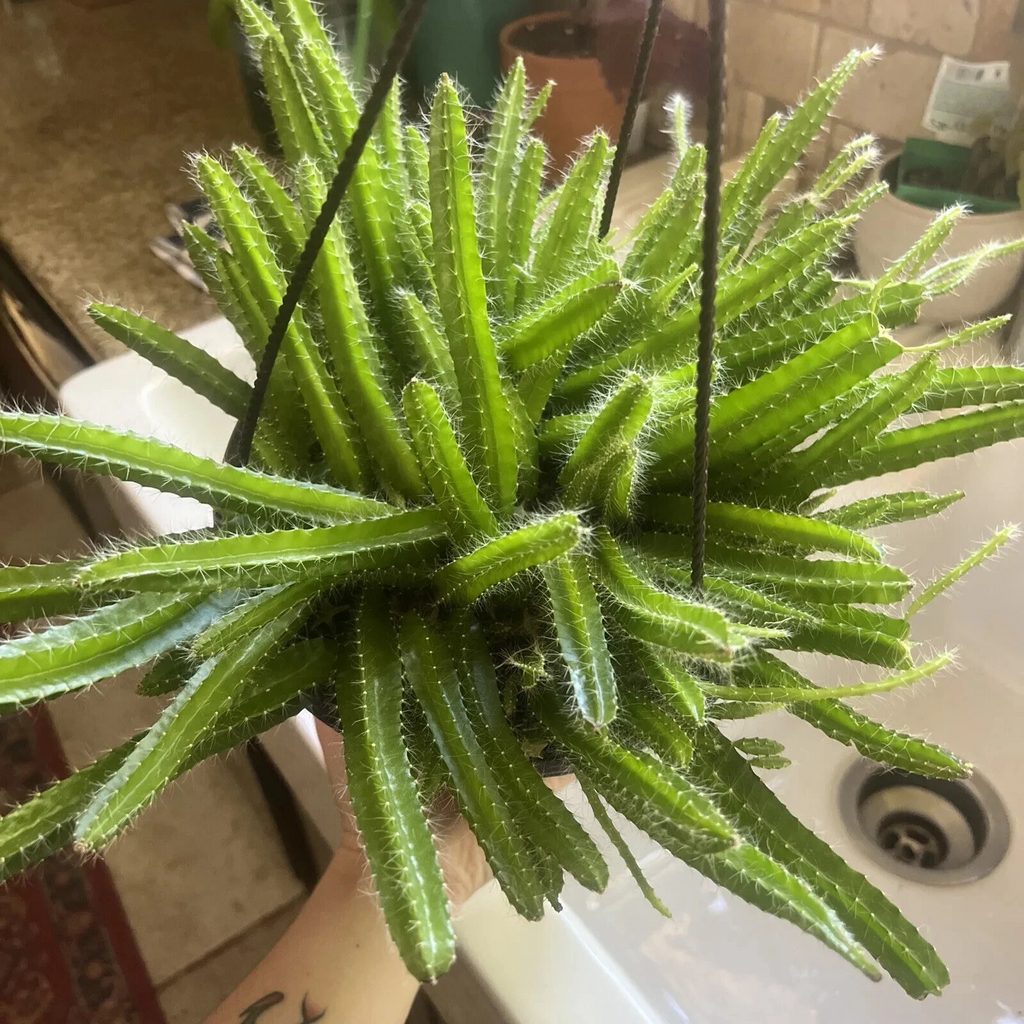 Dog Tail Cactus Cuttings – 3 Aporocactus flagelliformis Fresh Unrooted Succulent Cuttings, Trailing Cactus Plant
