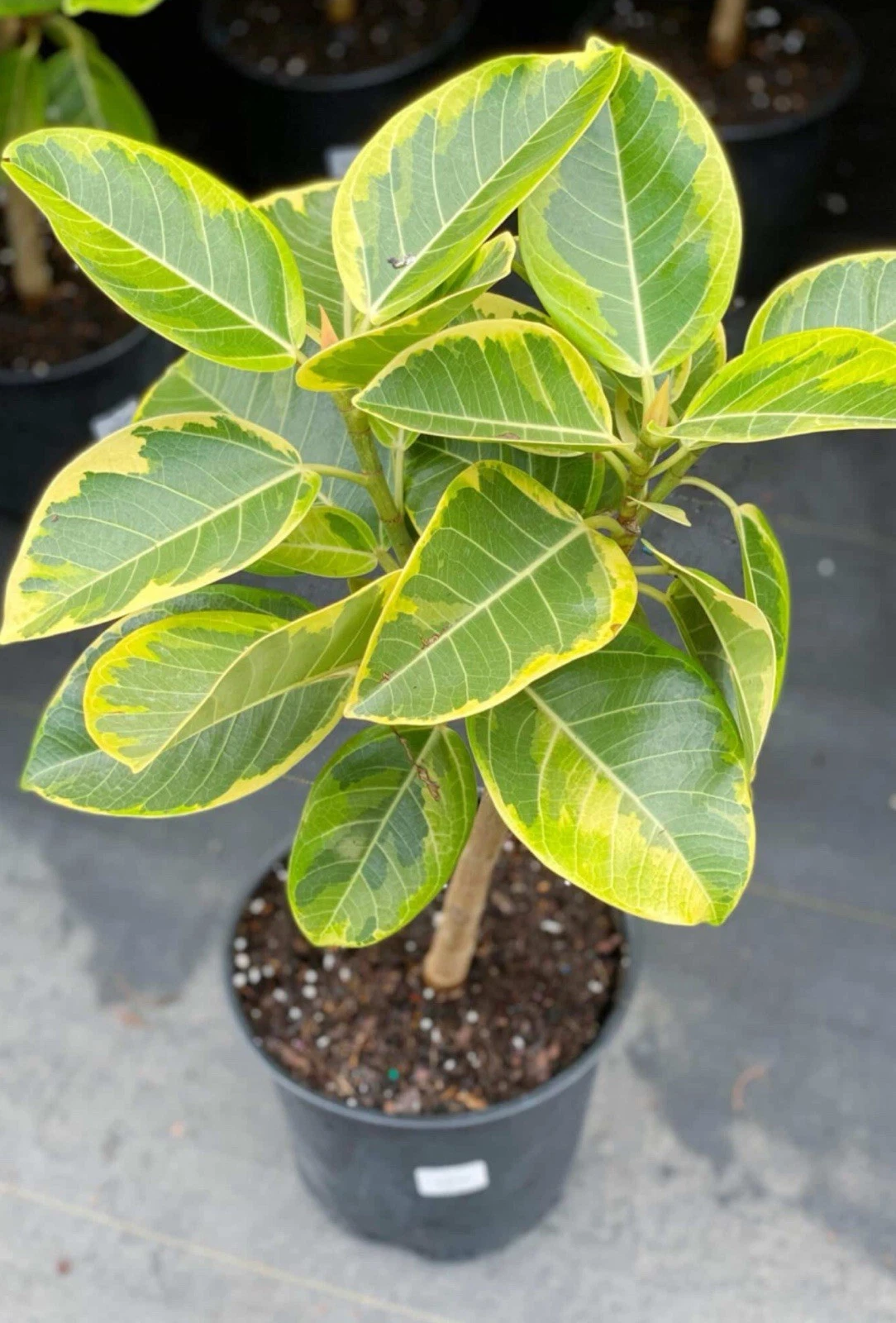 Yellow Gem Rubber Tree Starter Plant – Rooted Ficus Elastica Yellow Gem Live Houseplant for Indoor Growing