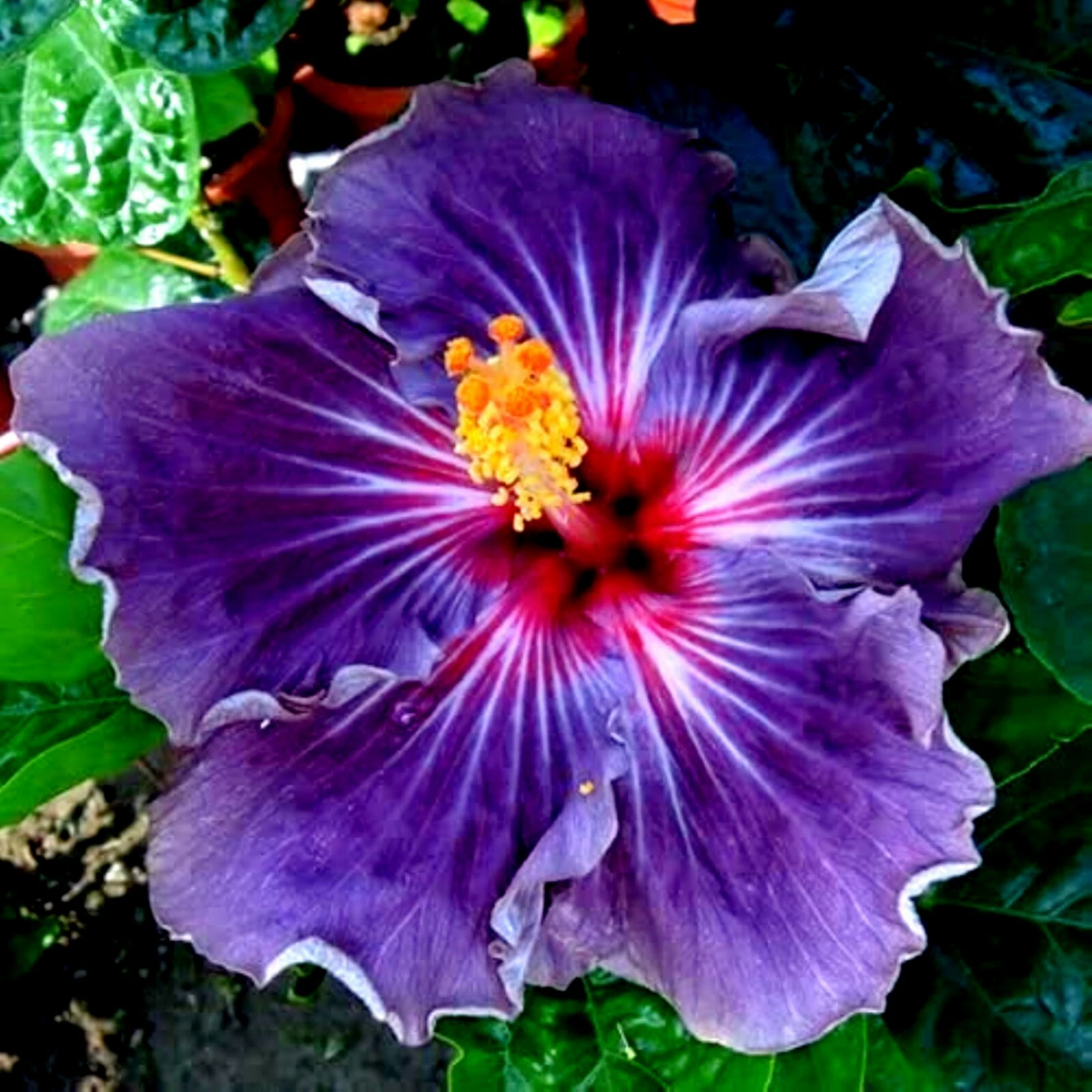 Hibiscus Moscheutos Cuttings – 7 Live Rose Mallow Starter Cuttings for Rooting and Garden Planting