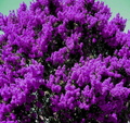 Dark Purple Crape Myrtle Rooted Plants – Set of 2 Live Lagerstroemia Flowering Bushes, Ships Rooted