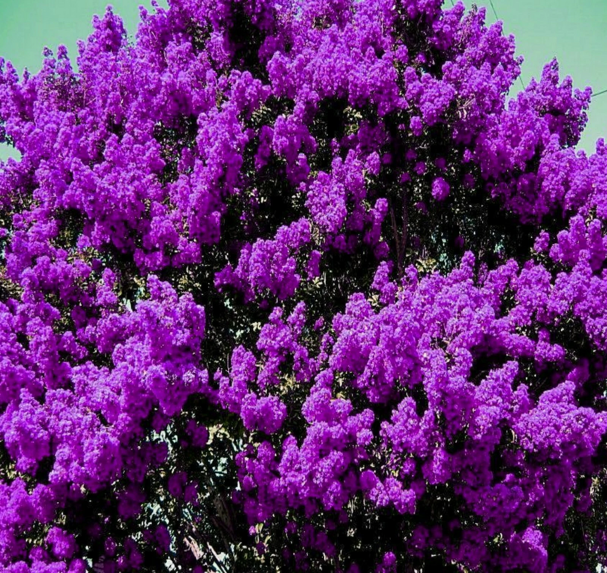 Dark Purple Crape Myrtle Rooted Plants – Set of 2 Live Lagerstroemia Flowering Bushes, Ships Rooted