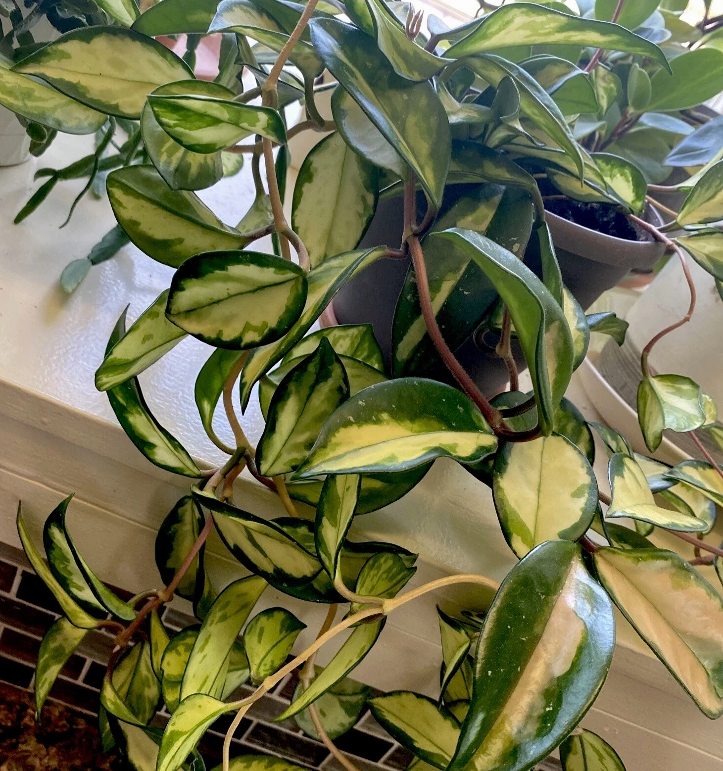 Hoya Krimson Princess Cuttings Live, 2 Unrooted Hoya Carnosa Cuttings 3 Inch Indoor Houseplant