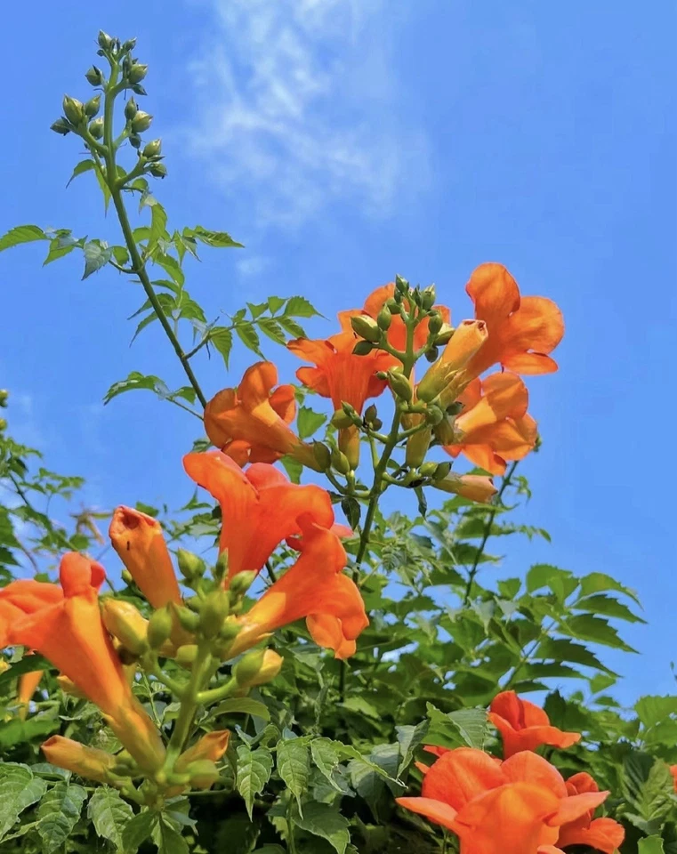 Orange Cape Honeysuckle Cutting – 8 Inch Live Unrooted Tecoma Capensis Vine, Climbing Perennial Shrub for Garden Planting