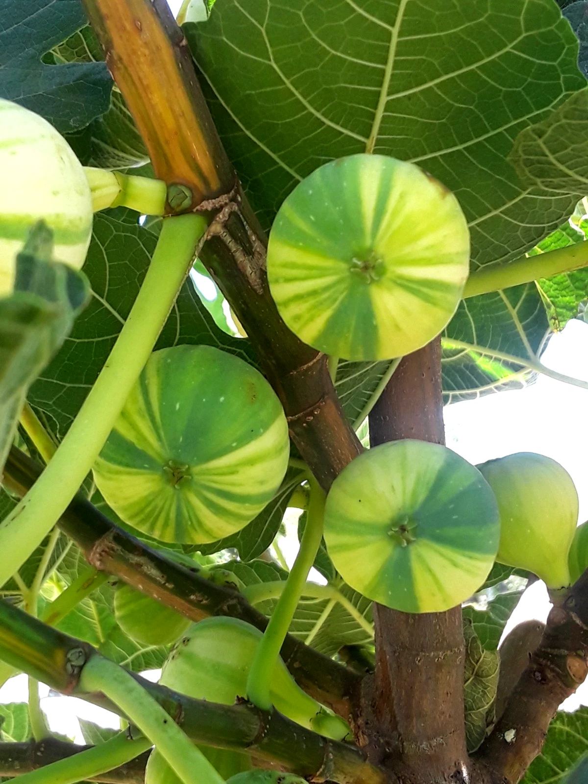 Panaché Variegated Fig Cuttings – 3 Fresh Ficus carica Fruit Tree Cuttings for Rooting, Tiger Fig Variety