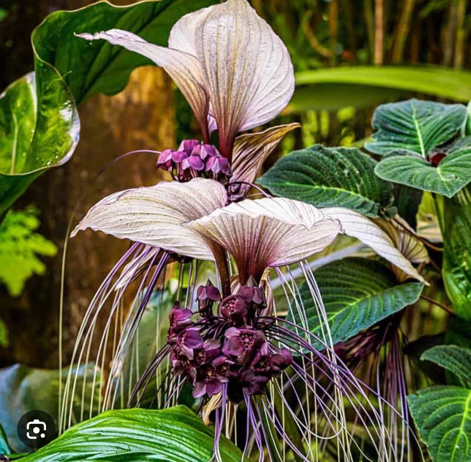 White Bat Flower Tacca integrifolia Small Rooted Starter Plant, Rare Tropical Ornamental with Unique White Blooms