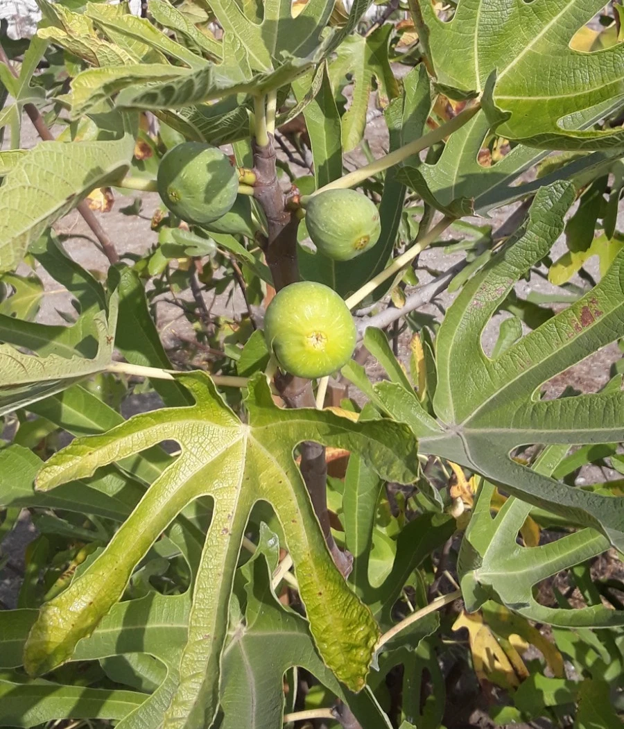 TENA Fig Tree Cuttings – 7 Fresh Unrooted Ficus Carica Cuttings for Fruit Tree Propagation