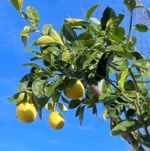 Ponderosa Lemon Cutting – 6–8 Inch Unrooted Citrus Limon Cutting, Lemon Tree for Rooting or Grafting