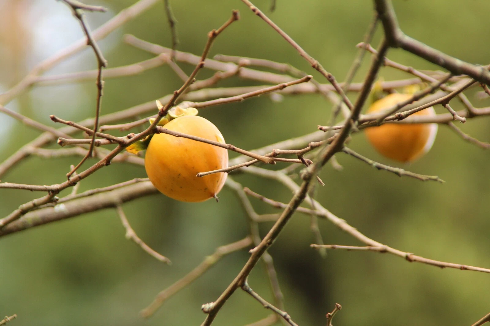 Hachiya Japanese Persimmon Cuttings – 5 Live Diospyros Kaki Branch Cuttings for Grafting or Rooting