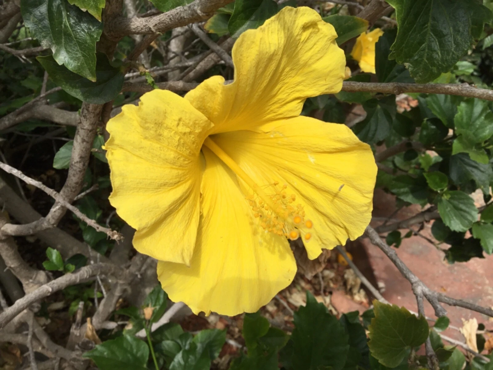 Hibiscus Primrose Beauty Cuttings – 10 Unrooted Cuttings for Rooting Indoor or Outdoor Growing