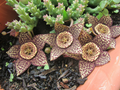Orbea Variegata Lifesaver Plant Cuttings 2 Pieces Unrooted 3 Inch Succulent for Propagation