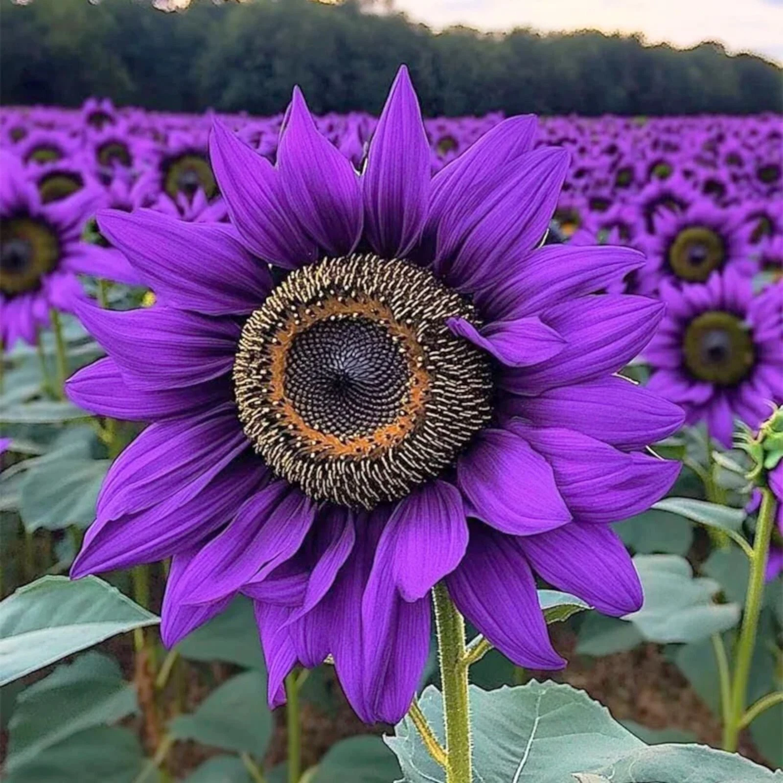 Violet Majesty Purple Sunflower Seeds 50pcs, Heirloom Helianthus annuus Flower Seeds for Garden Planting