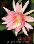 Epiphyllum Argus Unrooted Cuttings – Orchid Cactus Cuttings 8–10 Inches Long for Propagation