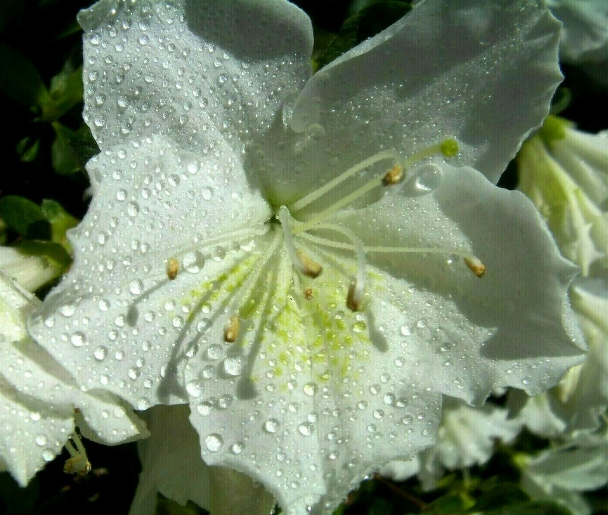 White Azalea Cuttings Unrooted, Rhododendron Azalea Bush Plant for Propagation Set of 7