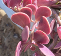 Trailing Jade Succulent Cuttings – 3 Live Senecio jacobsenii Cuttings for Planting, Creeping Jade Plant