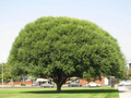Globe Willow Tree Cuttings Set of 15 Unrooted Pieces for Shade or Privacy Planting