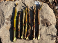 Fig Tree Cuttings – 3 Live Ficus Carica Cuttings for Planting, Fruit Tree Propagation, Garden or Home Orchard