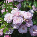 6 Rural England Climbing Rose Cuttings Live Flower Plant Unrooted Rose Vine for Garden Propagation