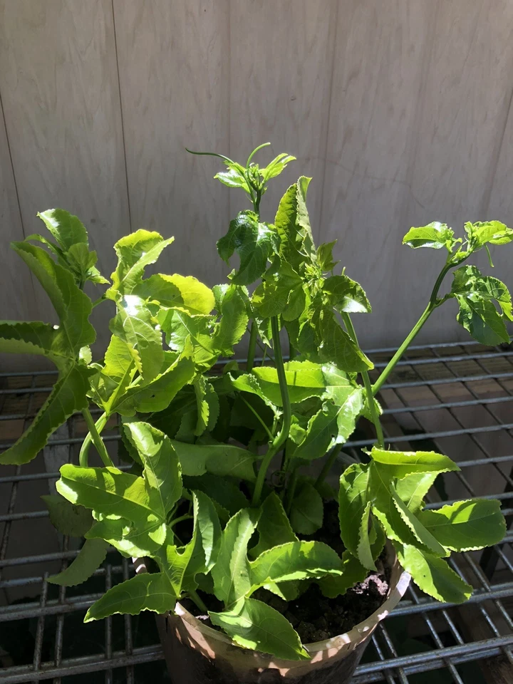 Passiflora Edulis Passion Fruit Vine Cuttings – 5 Fresh Unrooted Cuttings, Tropical Climbing Plant for Garden